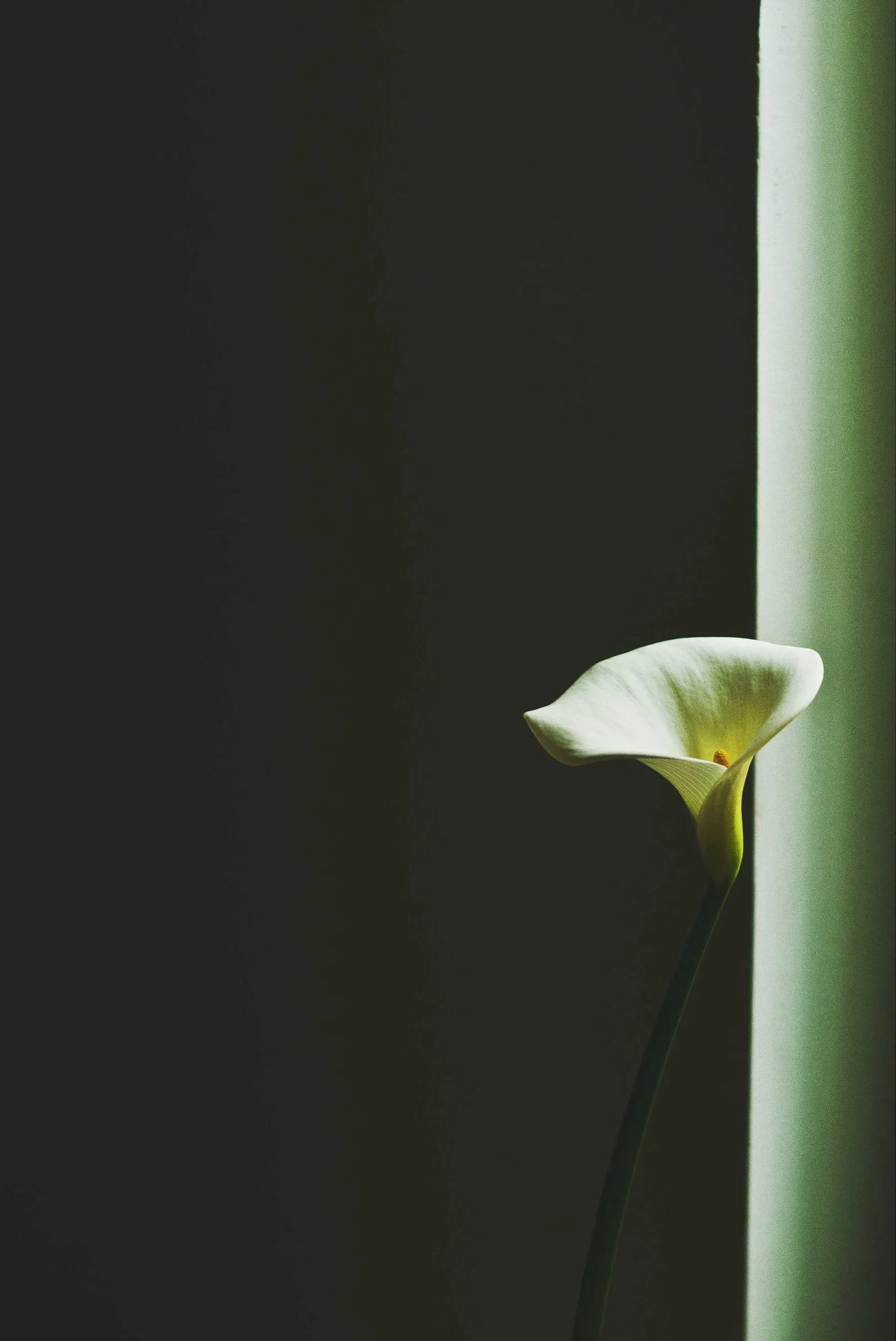 A single white calla lily leaning into a strip of window light against a dark wall.