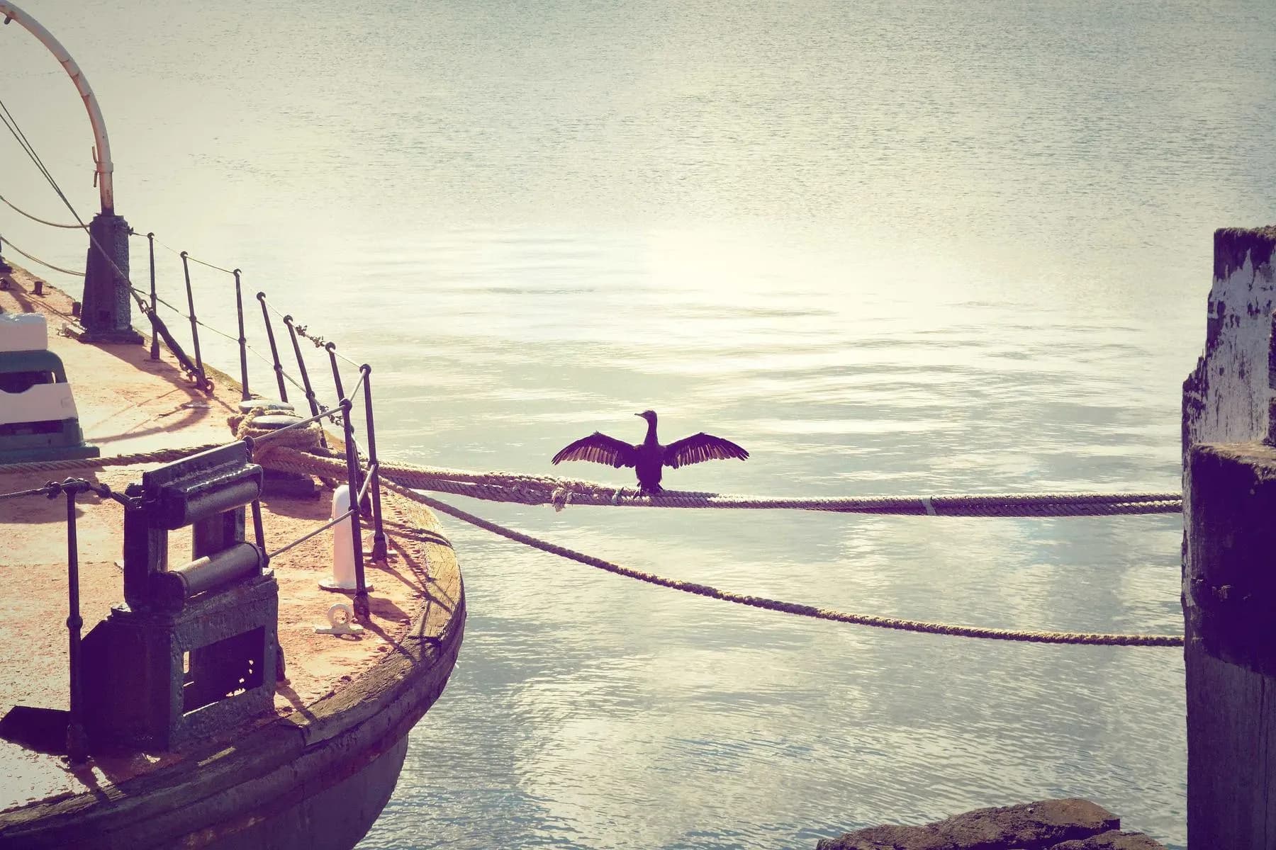 A cormorant drying its wings on a mooring line beside the bow of a wooden boat on still water.
