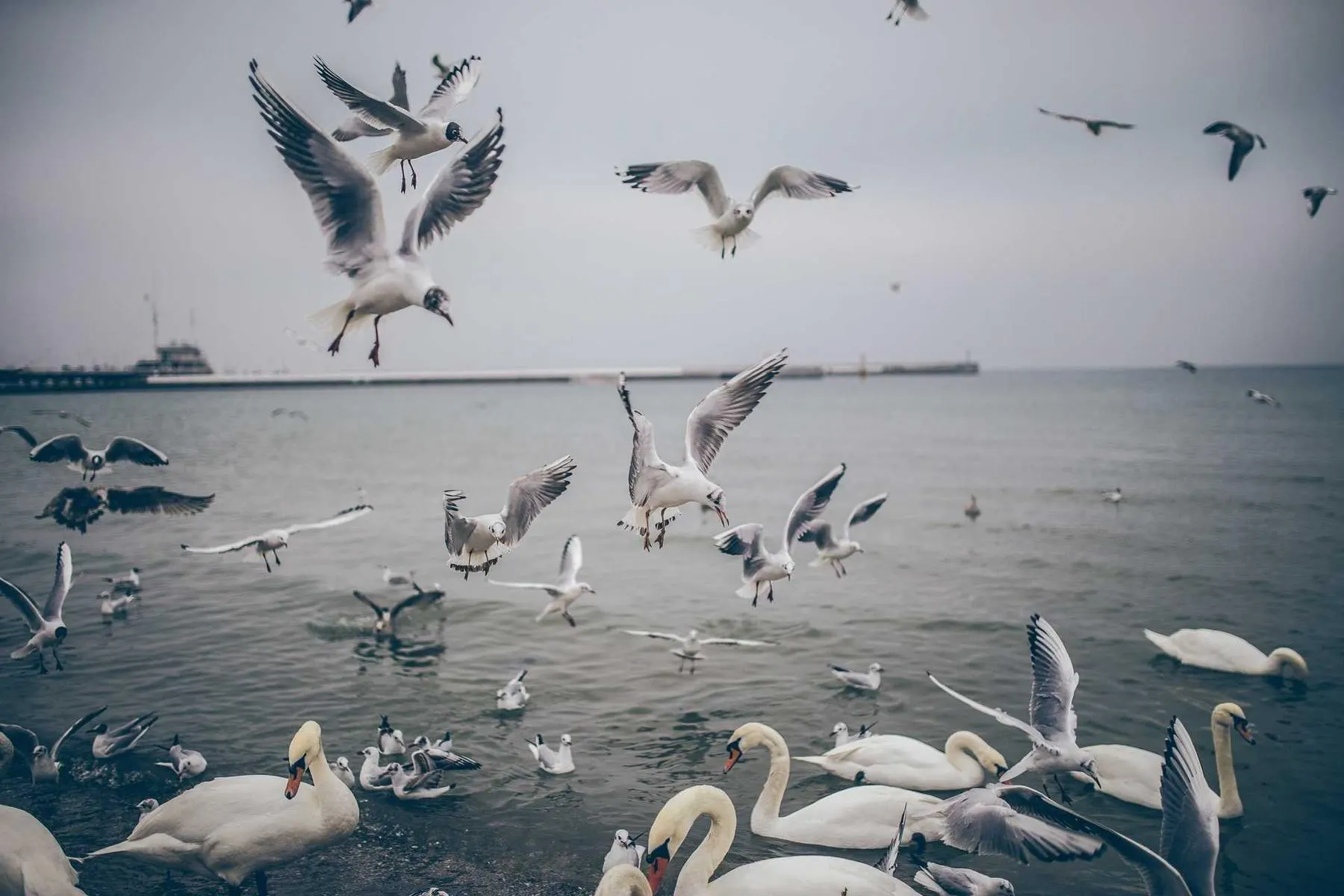 Gulls lifting off grey water while swans gather near the shore under a pale sky.